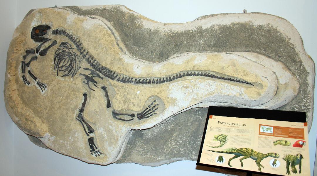 Museum of Volcanology, San Venanzo