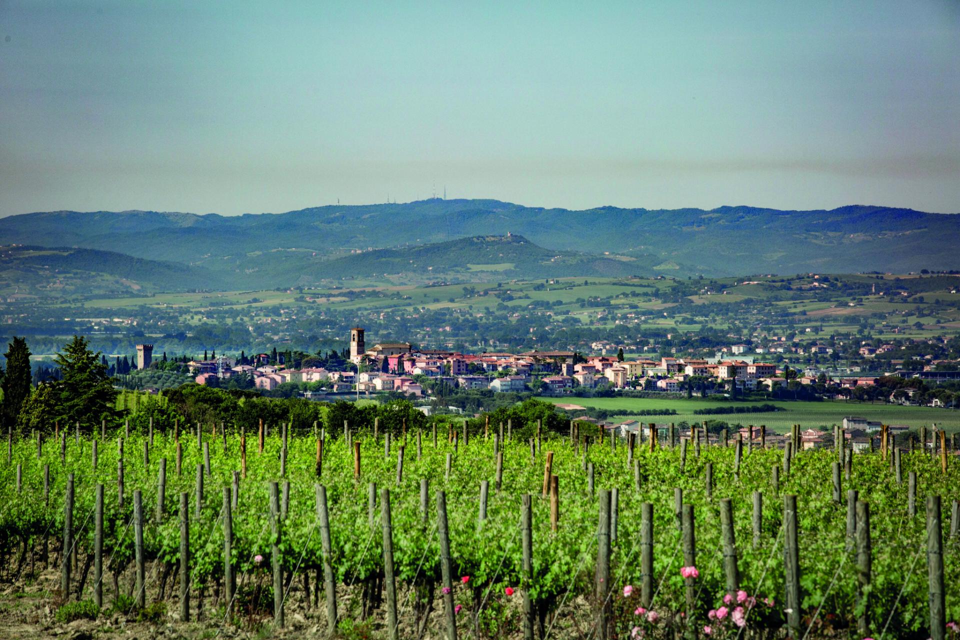 Doc e Docg Torgiano Wines