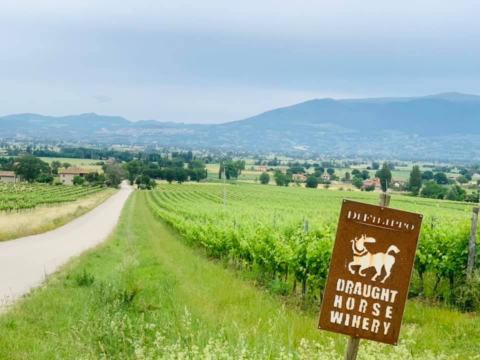 Titolo: Itinerario Bike- Torgiano - Cannara