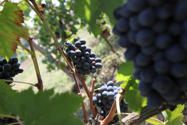 Titolo: Food, Wine and Olive Oil