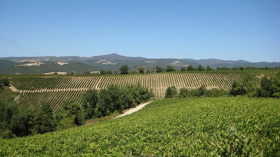 Titolo: Vernaccia di Cannara